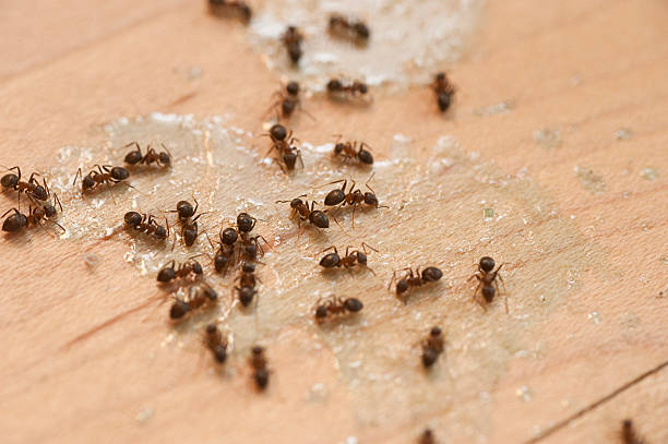 Insect Control in Cullman, AL
