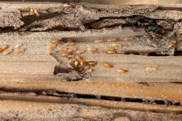 Best Residential Pest Control  in Cullman, AL